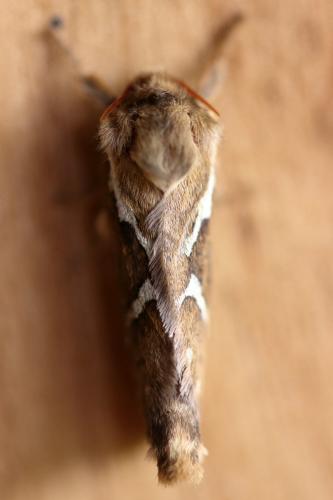 Pharmacis lupulina